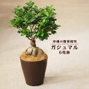 【ふるさと納税】沖縄の観葉植物　ガジュマル 6号鉢　6号　観葉植物　ガジュマル　インテリア　鉢付き　おしゃれ　インテリアグリーン　緑のある暮らし　ハウスプラント　沖縄　うるま市　6号