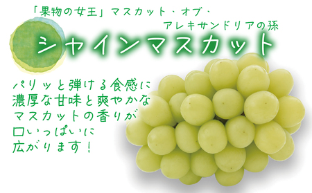 【2616-0473】岡山 花笑み農園『ピオーネ＆シャインマスカット＆果実の飲む酢ピオーネ』PS-N