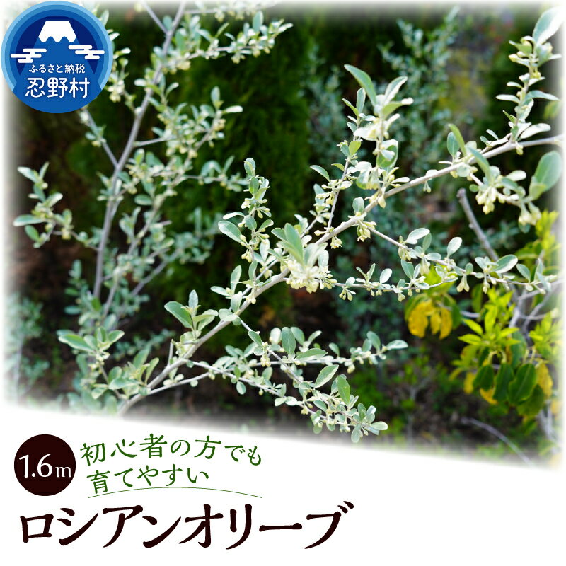 【ふるさと納税】ロシアンオリーブ 家庭菜園 植物 樹木 ガーデニング インテリア 植木 苗 庭木 送料無料 山梨県 忍野村