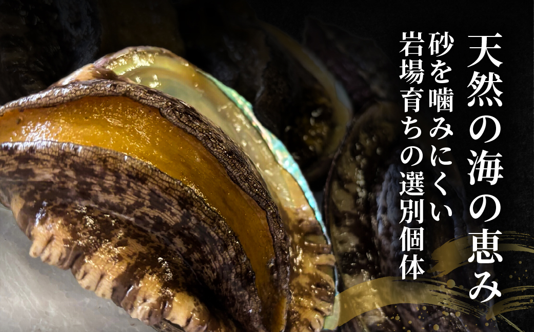 北海道室蘭産 天然活蝦夷あわび 4個入（1個100g～120g前後）（2026年1月中旬頃から順次発送予定） MROH011