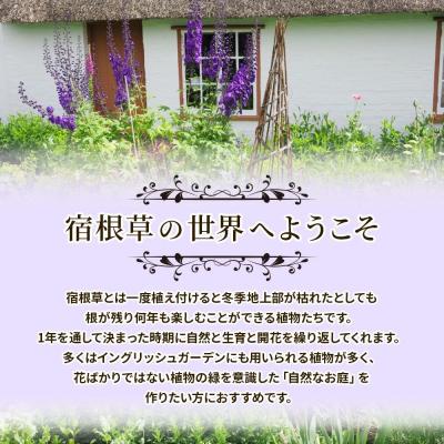 ふるさと納税 筑前町 季節の宿根草 お任せ7ポットmixセット |  | 01