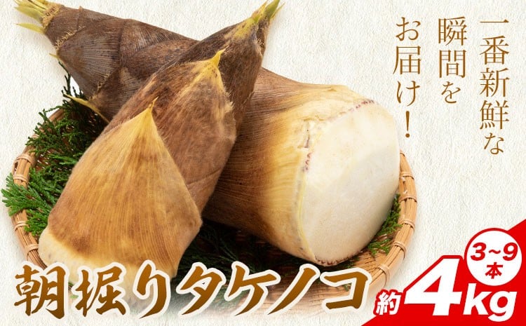 
            筍 朝掘りタケノコ 約4kg(3-9本) 株式会社GGYパッケージ《4月上旬-4月下旬頃出荷》熊本県 菊池市 たけのこご飯 土佐煮 五目煮 チンジャオロース 野菜 国産 新鮮 旬 春 送料無料
          
