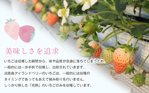 淡路島アイランドベリー　紅白いちご　淡雪/紅ほっぺ【2025