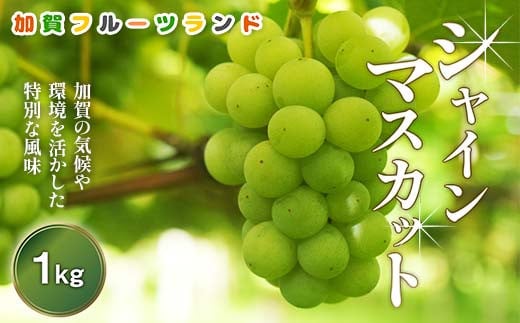 【先行予約】シャインマスカット1kg 石川県加賀市産（2025年9月上旬以降順次発送） ぶどう ブドウ マスカット フルーツ 果物 くだもの お弁当 朝食 デザート フルーツサンド スイーツ 生果実  F6P-2003