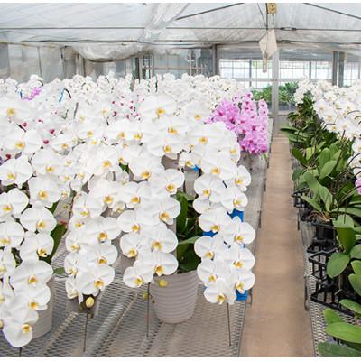 ふるさと納税 京田辺市 【胡蝶蘭】フォーチュンザルツマン 3本立ち |  | 01