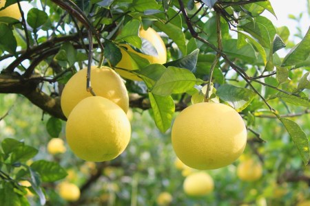 宿毛青果の宿毛産文旦10kg家庭用