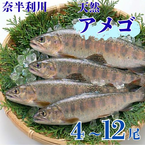 【ふるさと納税】奈半利川の天然アメゴ 【選べる】 （4・6・9・12尾） アウトドア アメゴ アマゴ 魚 魚介 川魚 塩焼き 子供 あまご あめご 冷凍 奈半利川/高知県 奈半利町