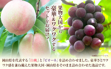 令和7年産先行受付 A-109b  岡山産白桃とピオーネの詰合せ《2025年7月上旬-8月上旬頃出荷》｜桃ももピオーネぶどう葡萄