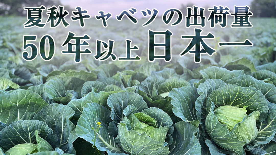 【7月中旬発送開始】 嬬恋キャベツ  嬬恋産 高原キャベツ4玉1ケース 旬の野菜 きゃべつ 産地直送 群馬 お取り寄せ 野菜 セット Lサイズ ZIP! 先行予約 2026年発送 [AS002tu]