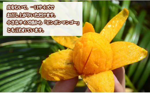 【数量限定追加】天城町産 島マンゴー園の完熟マンゴー【ご家庭用】1kg