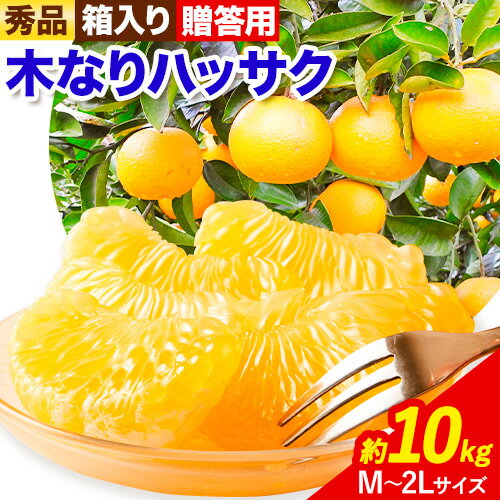 【ふるさと納税】秀品 贈答用 木なり ハッサク 約 10kg (M〜2Lサイズ) 笑いの里のTommyファーム《2026年3月上旬-末頃出荷》和歌山県 日高町 はっさく みかん 八朔 贈答用 旬 柑橘 フルーツ 果物 ミカン 柑 産地直送 箱入り