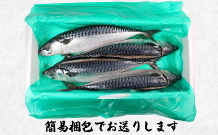 【 スピード配送 】 一汐サバ 4尾 サバ