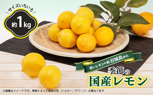 青いレモンの島　レモン約1kg【お試しセット】(12月下旬まではグリーンレモン)
