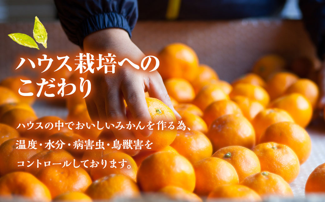 先行予約 ハウス完熟早生みかん お試し 約2.5kg箱 | 期間限定 フルーツ 果物 くだもの 柑橘 ミカン 野中果樹園 長崎県 長崎市 【2026年1月上旬～下旬迄発送予定】