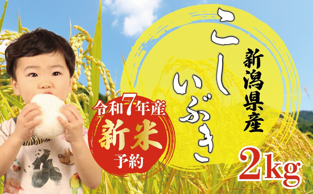 
            令和7年産 こしいぶき 2kg 年内発送 新米 白米 米 コシヒカリ こしひかり 遺伝子受け継ぐ こめ ごはん おにぎり お弁当 農家直送 産地直送 ふるさと納税 姉﨑農園 新潟産 新潟県 新発田市 anezaki008
          
