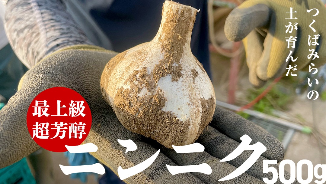 超芳醇 つくばみらいの土が育んだ 最上級ニンニク 500g つくばみらい市 ニンニク 新ニンニク 茨城県産 国産 無化学肥料 農薬不使用 化学肥料不使用 [FA01-NT]