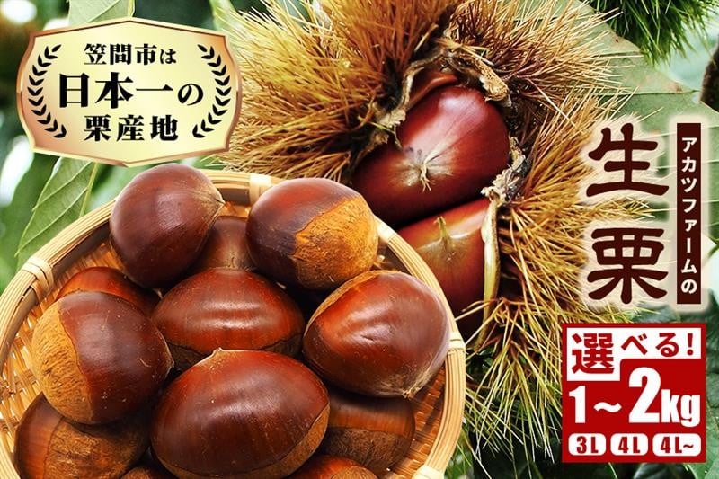 
            【2025年 秋 先行予約】生栗  選べる サイズ(3L 4L 4L以上) 容量(1kg 2kg) アカツファーム 笠間の栗 超特大 サイズ メガマロン 大粒 くり 和栗 栗ご飯 栗きんとん 期間限定 数量限定 旬の味覚 マロン 国産 笠間市
          