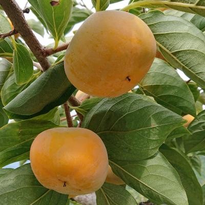 ふるさと納税 橋本市 国城観光農園のたねなし柿9個入り(2Lサイズ) |  | 03