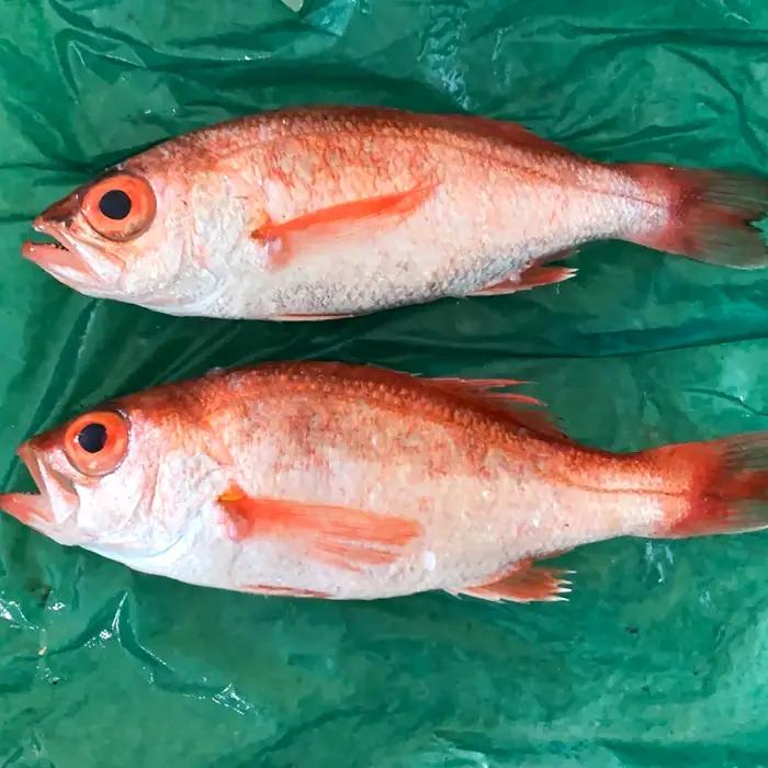 大サイズ！極上のどぐろ（水揚げ次第発送）【のどぐろ あかむつ ノドグロ 2尾 魚 さかな 旬 国産 高級魚 地魚 水揚げ直後 新鮮 冷蔵 ノンフローズン お取り寄せ 季節限定 大田市】
