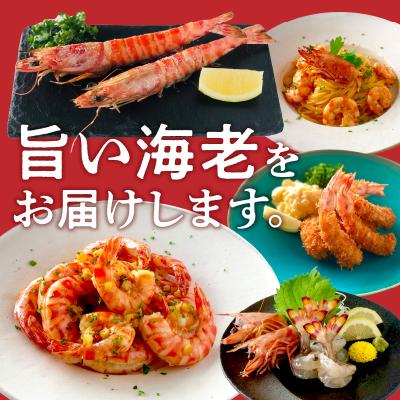 ふるさと納税 天草市 【指定日必須】【鮮度抜群】厳選・幸福堂の活き車えび(250g)_S005-004 |  | 01