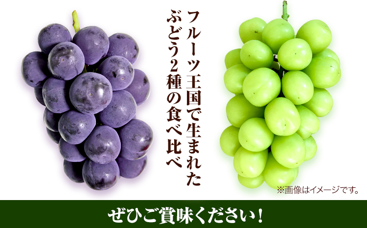 岡山県産ニューピオーネ（１房580g以上）＆シャインマスカット「晴王」（1房580g以上）（令和7年産先行受付）《9月上旬-10月中旬頃出荷》【配送不可地域あり】---H-40a---