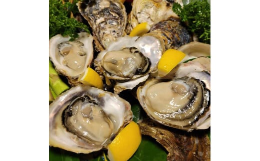 【先行予約 2025年7月20日より発送】奥尻島産養殖岩ガキ【Sサイズ】殻付き　20個入り（加熱食用）～豊かな海が育てた海の宝石～ 【 ふるさと納税 人気 おすすめ ランキング 岩ガキ 牡蠣 かき カキ 蒸しガキ カキフライ バター焼き 鍋 北海道 奥尻町 送料無料 】 OKUY004