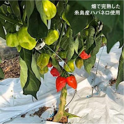 ふるさと納税 糸島市 ハバネロ しょうゆ 100ml【シェフのごはんやさん四季彩】[ACC009] |  | 01