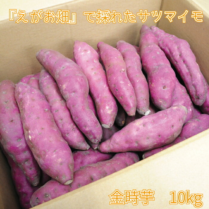 【ふるさと納税】 サツマイモ さつまいも 金時芋 芋 いも イモ 10kg えがお畑 就労支援 支援 ホクホク 天ぷら 大学いも スイートポテト ふるさと納税 送料無料 【四国中央市 日本一 紙のまち】
