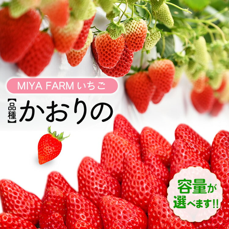 【ふるさと納税】＼選べる内容量／【先行予約】MIYA FARM いちご（品種：かおりの） 2パック合計24粒・4パック合計48粒 ※北海道・沖縄・離島への配送不可 ※2026年12月中旬～2027年5月下旬頃に順次発送予定