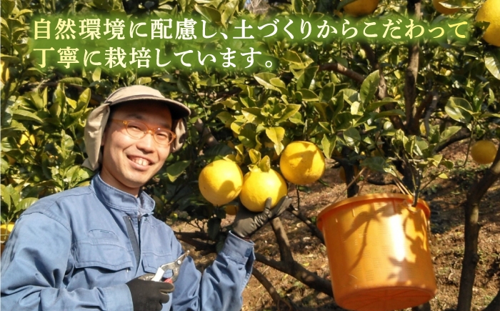 文旦 ぶんたん 土佐 柑橘 高知県産 フルーツ お取り寄せ 訳あり 先行予約