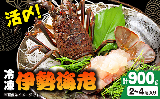刺身用活〆冷凍伊勢海老900g【配送不可地域：離島】