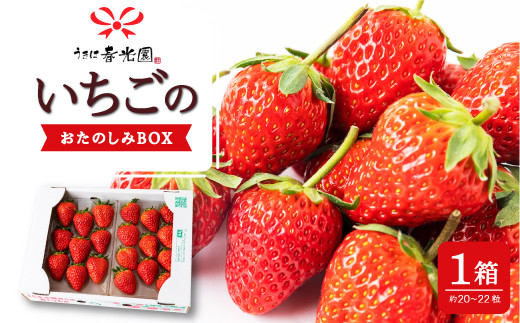 春光園 いちごのおたのしみBOX 1箱 【2026年4月 発送予定】 苺 いちご イチゴ 果物 くだもの 果実 フルーツ スイーツ デザート 食品 あまおう 紅ほっぺ かおりの 恋みのり あきひめ おたのしみボックス お楽しみ セット 九州 福岡県 うきは市 冷蔵