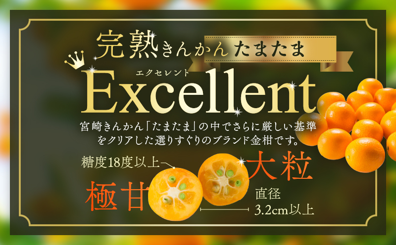 糖度18度以上!! 完熟きんかん たまたま エクセレント 計1kg 傷み補償分入り フルーツ 果物 柑橘 金柑 国産 食品 A品 2L ブランド 大粒 極甘 デザート おすすめ ギフト プレゼント 贈