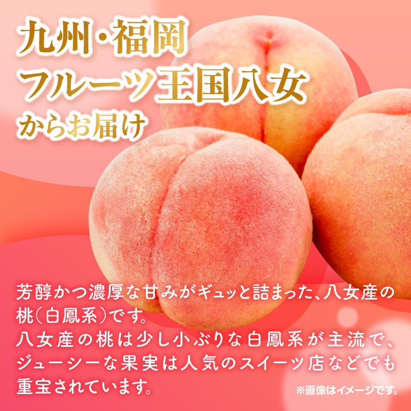 【2025年5月下旬〜6月発送】九州・福岡フルーツ王国八女から直送！桃 約1.4kg＜配送不可：北海道・沖縄・離島＞ 桃 もも モモ フルーツ くだもの 果物 白鳳 1.4kg 産地直送 ジューシー 