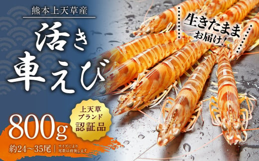 【配送日指定品】上天草産の活き車えび！800g（約24～35尾）活き車海老 車海老 車えび えび エビ 海老 生きたまま お取り寄せ【発送期間2024年10月15日から2025年5月31日】