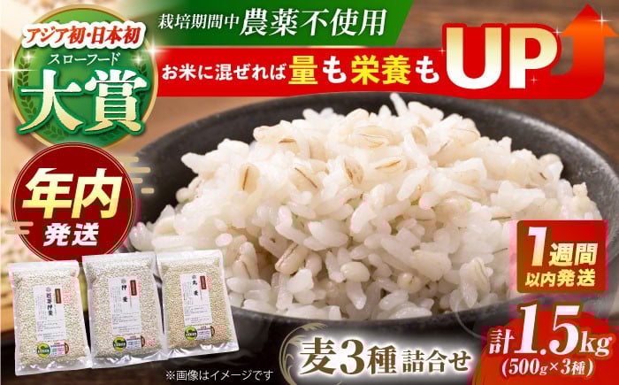 麦 雑穀 雑穀米 麦ごはん 1等麦 特別栽培農産物 佐賀 食物繊維 500g ご飯 食べ比べ セット 健康 健康食品 栄養