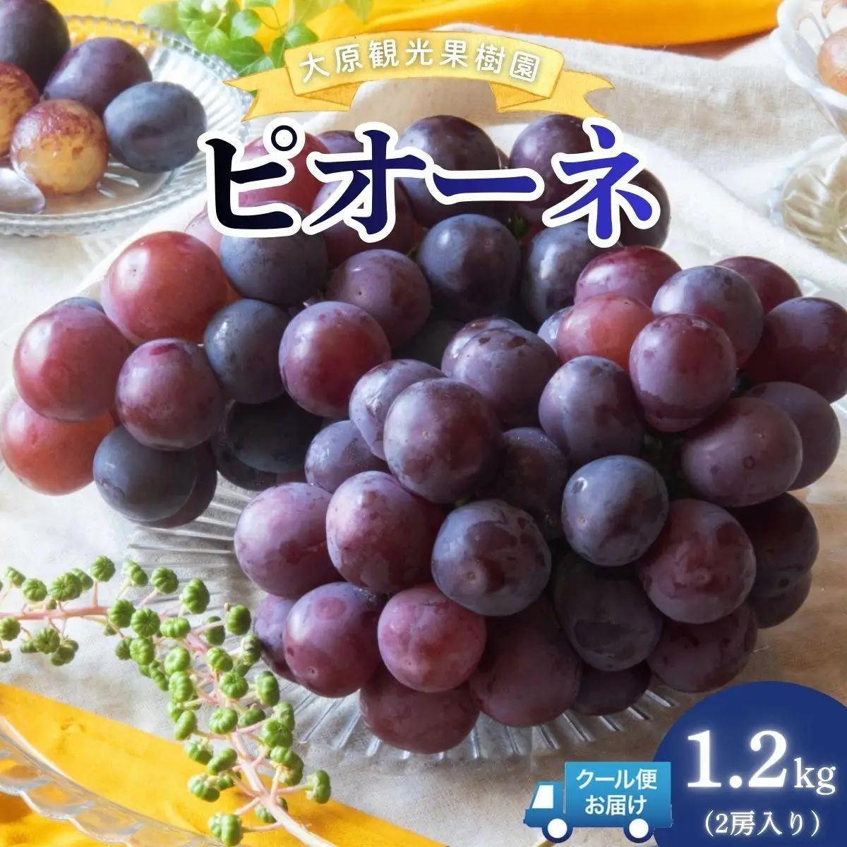 【2026年先行予約】［大原観光果樹園］ピオーネ 2房（約1.2kg）【026-a012】