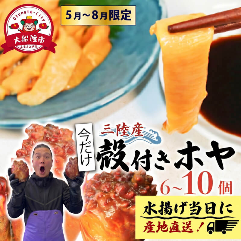 【ふるさと納税】 でっかい！！ 殻付きホヤ 6個 10個 ＼今が旬／ ホヤ専門業者！ 大きい！ 新鮮！ 期間限定 ほや ホヤ Hoya 串焼き フライ ごはん 夕飯 おかず おつまみ 晩酌 海産物 海鮮 魚介 魚介類 珍味 大船渡 被災 災害 支援 火災 震災 復興 三陸 大船渡市 岩手県 国産