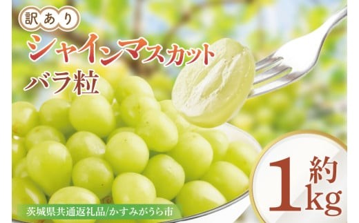 【9月より順次発送】【数量限定】訳あり バラ粒 箱込み1㎏ シャインマスカット（茨城県共通返礼品／かすみがうら市）【果物 くだもの フルーツ ブドウ ぶどう 葡萄 マスカット シャインマスカット わけあり 期間限定 産地直送 茨城県 水戸市】（FW-9）