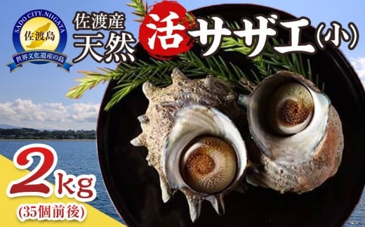 佐渡産　天然活サザエ 2kg 小（35個前後）