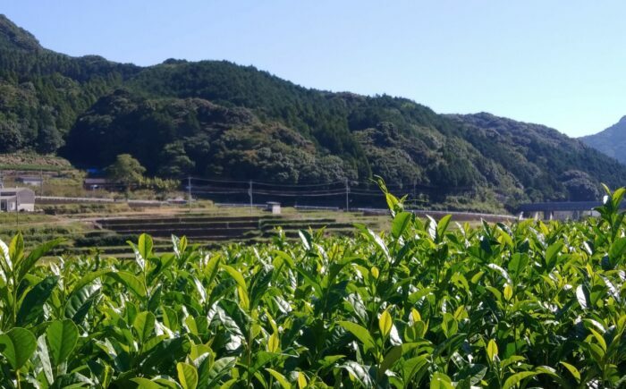 伝統の釜炒り製法の嬉野茶！うれしの釜炒茶 2種（嬉野山芳釜炒茶/おくみどり）飲み比べセット / 嬉野茶 お茶 釜炒り茶 茶葉 / 佐賀県 / 株式会社テンフィールド [41AIAC011]