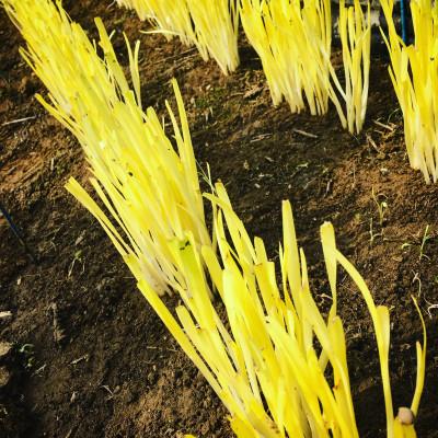 ふるさと納税 岡山市 幸せの黄ニラ　50g×10束 |  | 03