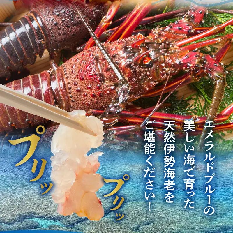 エメラルドブルーの美しい海で獲れた天然伊勢海老500g（1～2尾）！ W057-001u 冷凍 海鮮 エビ