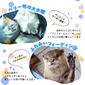 【下田海中水族館】ペア入場券 [水族館 イルカ]
