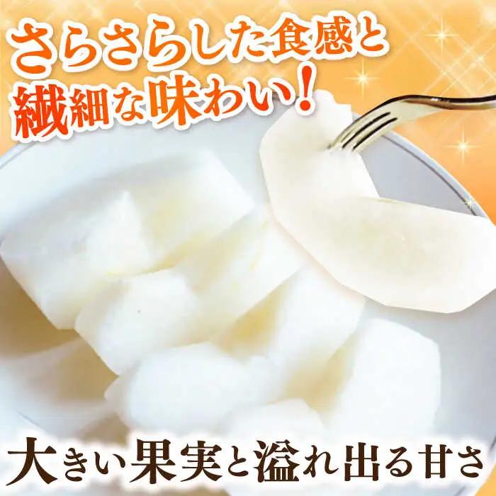 【2026年発送分 先行予約】【化粧箱入り】新吉（新高）4個入（約3kg） / 佐賀県 / 大川三世代 [41AEAB009]