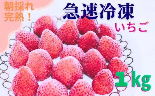 【★先行予約】【千葉県君津市　渡邉いちご園】　完熟・急速冷凍いちご 1㎏  | 苺 いちご イチゴ 果物 フルーツ 果実 果汁 冷凍 冷凍食品 冷凍いちご 朝採り 完熟 新鮮 大容量 オススメ 千葉県 君津市 きみつ 令和7年4月以降順次発送 1kg 2kg 3kg 4kg