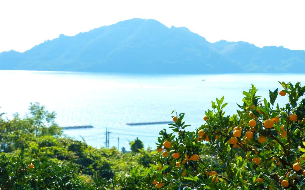 みかん畑は瀬戸内海を見渡す高台にあります。