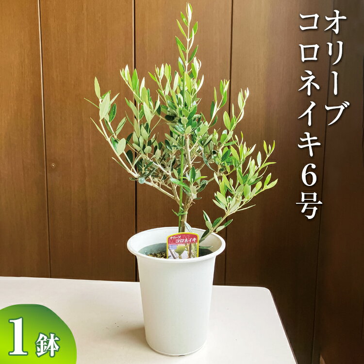 【ふるさと納税】オリーブ コロネイキ6号 ※離島への配送不可| 観葉植物 植物 グリーン オリーブの木 コロネイキ 室内 苗 鉢植え シンボルツリー ギフト 贈答 贈り物 プレゼント お中元 お歳暮 直送 農家直送 茨城県 古河市 送料無料 お祝 ご褒美 記念日 景品 _BZ09