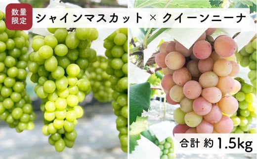 【先行予約・2025年9月】数量限定 食べ比べ！ シャインマスカットとクインニーナのセット 合計約1.5kg 産地直送 農家直送 甘い 大きい 種なし ぶどう 果物