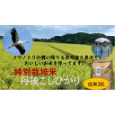 【ふるさと納税】【先行予約】新米【特別栽培米】令和6年産　丹後こしひかり　白米3kg 米 白米 精米 3キロ お米 ご飯 こめ 令和6年 ふるさと納税 コシヒカリ